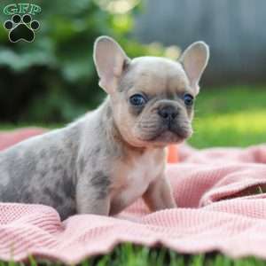 Ike, French Bulldog Puppy